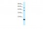 CGI-143 antibody - N-terminal region